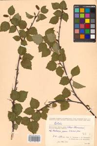 Betula fruticosa Pall., Siberia, Chukotka & Kamchatka (S7) (Russia)