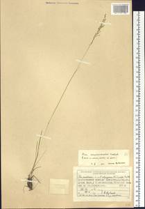 Poa pratensis subsp. pratensis, Siberia, Central Siberia (S3) (Russia)