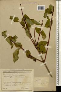Philadelphus coronarius L., Caucasus, Black Sea Shore (from Novorossiysk to Adler) (K3) (Russia)