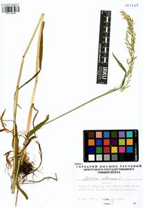 Milium effusum L., Siberia, Baikal & Transbaikal region (S4) (Russia)