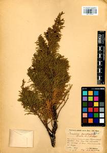 Juniperus pseudosabina Fisch. & C.A.Mey., Siberia, Baikal & Transbaikal region (S4) (Russia)