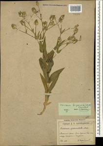 Gypsophila vaccaria (L.) Sm., Crimea (KRYM) (Russia)