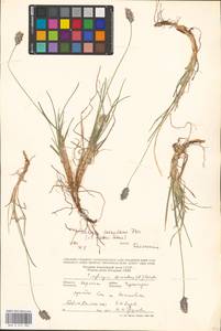 Sesleria coerulans Friv., Eastern Europe, West Ukrainian region (E13) (Ukraine)