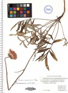 Jurinea ewersmanii Bunge, Eastern Europe, Eastern region (E10) (Russia)