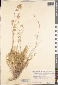 Pimpinella tragium Vill., Eastern Europe, North Ukrainian region (E11) (Ukraine)