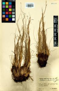 Carex myosuroides Vill., Siberia, Baikal & Transbaikal region (S4) (Russia)