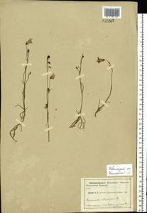 Campanula rotundifolia L., Eastern Europe, Volga-Kama region (E7) (Russia)