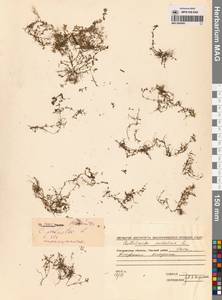 Callitriche palustris L., Siberia, Chukotka & Kamchatka (S7) (Russia)
