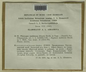 Palamocladium euchloron (Bruch ex Müll. Hal.) Wijk & Margad., Bryophytes, Bryophytes - North Caucasus & Ciscaucasia (B12) (Russia)