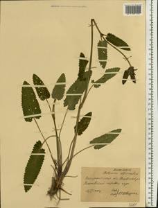 Betonica officinalis L., Eastern Europe, West Ukrainian region (E13) (Ukraine)