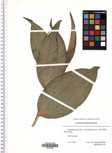 Veratrum lobelianum Bernh., Eastern Europe, Eastern region (E10) (Russia)
