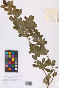 Caragana frutex (L.) K.Koch, Eastern Europe, Moscow region (E4a) (Russia)