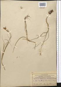 Ixiolirion tataricum (Pall.) Schult. & Schult.f., Middle Asia, Western Tian Shan & Karatau (M3) (Kazakhstan)