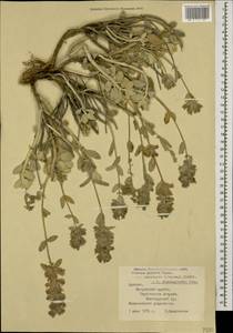 Stachys inflata subsp. caucasica (Stschegl.) Takht., Caucasus, Armenia (K5) (Armenia)