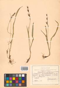 Anticlea sachalinensis (F.Schmidt) Zomlefer & Judd, Siberia, Russian Far East (S6) (Russia)