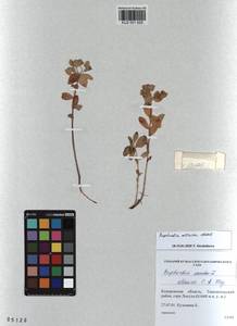 KUZ 001 629, Euphorbia altaica C.A.Mey. ex Ledeb., Siberia, Altai & Sayany Mountains (S2) (Russia)