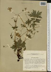 Geranium palustre L., Eastern Europe, North Ukrainian region (E11) (Ukraine)