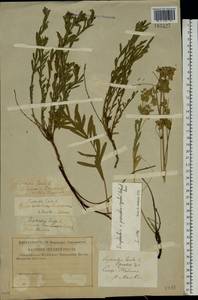 Euphorbia saratoi Ardoino, Eastern Europe, Central forest-and-steppe region (E6) (Russia)