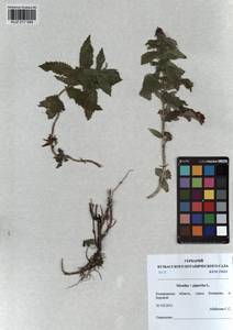 Mentha × piperita L., Siberia, Altai & Sayany Mountains (S2) (Russia)