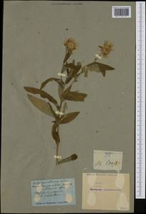 Pulicaria dysenterica (L.) Bernh., Western Europe (EUR) (Not classified)