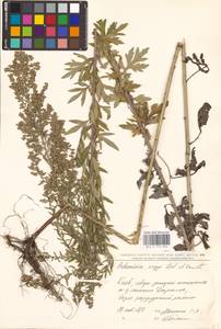 Artemisia argyi H. Lév. & Vaniot, Eastern Europe, North Ukrainian region (E11) (Ukraine)
