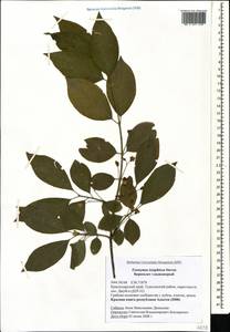 Euonymus leiophloeus Stev., Caucasus, Black Sea Shore (from Novorossiysk to Adler) (K3) (Russia)