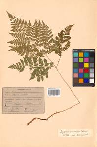 Dryopteris amurensis (Milde) Christ, Siberia, Russian Far East (S6) (Russia)