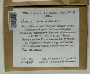 Mnium spinulosum Bruch & Schimp., Bryophytes, Bryophytes - Russian Far East (excl. Chukotka & Kamchatka) (B20) (Russia)