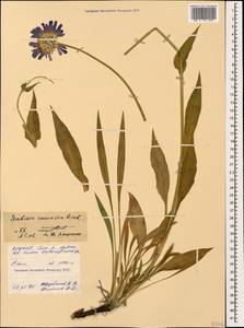 Lomelosia caucasica (M. Bieb.) Greuter & Burdet, Caucasus, North Ossetia, Ingushetia & Chechnya (K1c) (Russia)