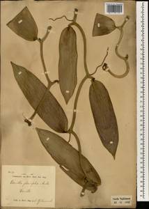 Vanilla planifolia Jacks. ex Andrews, South Asia, South Asia (Asia outside ex-Soviet states and Mongolia) (ASIA) (Indonesia)