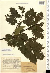 Quercus dalechampii Ten., Caucasus, Black Sea Shore (from Novorossiysk to Adler) (K3) (Russia)