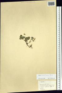 Viola sacchalinensis H. Boissieu, Siberia, Central Siberia (S3) (Russia)