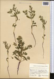 Arnebia decumbens (Vent.) Coss. & Kralik, Middle Asia, Caspian Ustyurt & Northern Aralia (M8) (Kazakhstan)