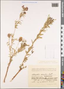 Astragalus cornutus Pall., Eastern Europe, Lower Volga region (E9) (Russia)