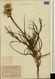 Tragopogon dubius Scop., Crimea (KRYM) (Russia)