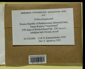 Pohlia drummondii (Müll. Hal.) A.L. Andrews, Bryophytes, Bryophytes - South Urals (B14) (Russia)