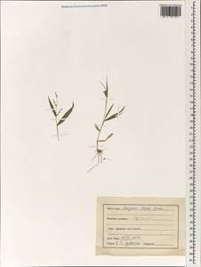 Poaceae, South Asia, South Asia (Asia outside ex-Soviet states and Mongolia) (ASIA) (India)