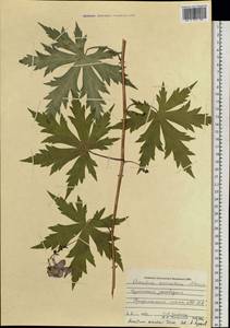 Aconitum sczukinii Turcz., Siberia, Russian Far East (S6) (Russia)