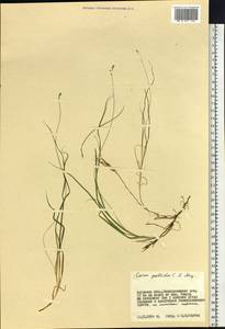 Carex accrescens Ohwi, Siberia, Russian Far East (S6) (Russia)