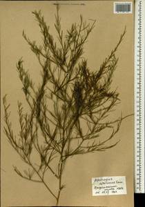 Asparagus africanus Lam., Africa (AFR) (Mali)