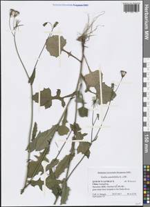 Emilia sonchifolia (L.) DC. ex Wight, South Asia, South Asia (Asia outside ex-Soviet states and Mongolia) (ASIA) (China)