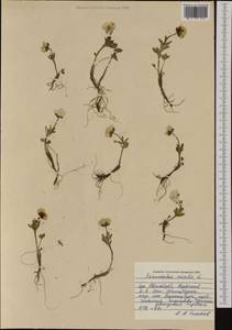 Ranunculus nivalis L., Western Europe (EUR) (Svalbard and Jan Mayen)