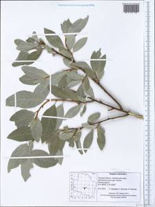 Elaeagnus commutata Bernh. ex Rydb., Eastern Europe, North-Western region (E2) (Russia)