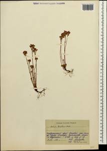 Sedum tenellum M. Bieb., Caucasus, Stavropol Krai, Karachay-Cherkessia & Kabardino-Balkaria (K1b) (Russia)