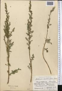 Artemisia stechmanniana Besser, Middle Asia, Dzungarian Alatau & Tarbagatai (M5) (Kazakhstan)
