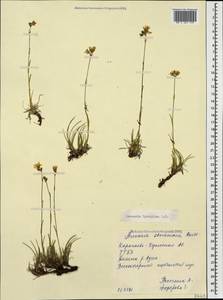 Eremogone lychnidea (Bieb.) Rupr., Caucasus, Stavropol Krai, Karachay-Cherkessia & Kabardino-Balkaria (K1b) (Russia)