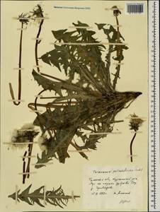 Taraxacum pectinatiforme H. H. Lindb., Eastern Europe, Central region (E4) (Russia)