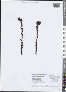 Hypopitys monotropa Crantz, Eastern Europe, Central region (E4) (Russia)