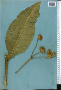 Inula grandis Schrenk ex Fisch. & C. A. Mey., Middle Asia, Western Tian Shan & Karatau (M3) (Not classified)