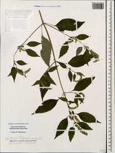 Elsholtzia ciliata (Thunb.) Hyl., Caucasus, Stavropol Krai, Karachay-Cherkessia & Kabardino-Balkaria (K1b) (Russia)